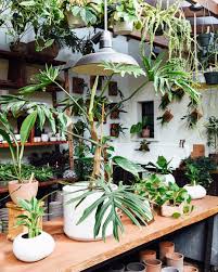 This Wild Philodendron Elegans Is Just Dancing All Over The Table Ps We Just Added A Few More Pilea Peperomio Plants House Plant Pots Indoor Plants
