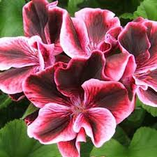 Image result for Pelargonium domesticum round-leaved bushy