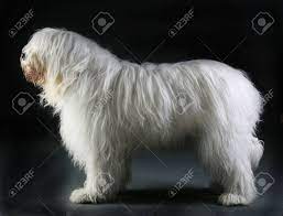 The south pole is located in antarctica. Sudrussischer Ovcharka Weisser Grosser Hund Lizenzfreie Fotos Bilder Und Stock Fotografie Image 68653036
