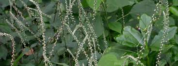 Image result for Dissotis caloneura