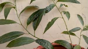 Grow N Care Of Raat Ki Rani Queen Of Night Hindi N Urdu Plant Care Plant Leaves Growing