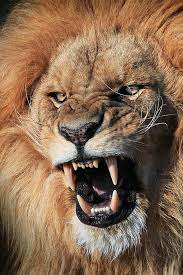 Angry Lion Animals Lion Photography Big Cats