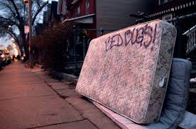 Guaranteed bed bugs removal, the best if you need a bed bug exterminator in toronto, you just found the best one. Bed Bugs In Toronto