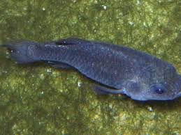 Image result for Dissotis falcipila