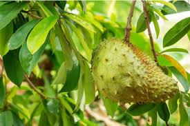 Durian belanda (graviola) adalah pembunuh semulajadi sel kanser yang ajaib dengan 10 ribu kali lebih kuat daripada kaedah terapi. Khasiat Daun Durian Belanda Boleh Rawat Kencing Manis Hello Doktor