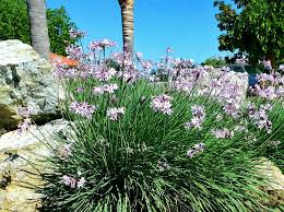 Image result for Tulbaghia alliacea