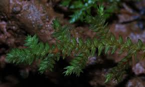 Image result for Selaginella cathedrifolia