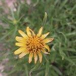 Image result for Pascalia glauca