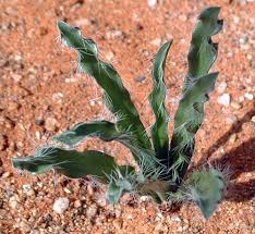 Image result for Drimia