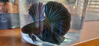 Please include water parameters and tank info in your help posts. Just Picked Up A Black Orchid Betta And Wanted To Show Him Off Aquariums