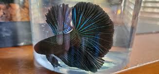 No posts or comments praising or advertising betta fighting. Just Picked Up A Black Orchid Betta And Wanted To Show Him Off Aquariums