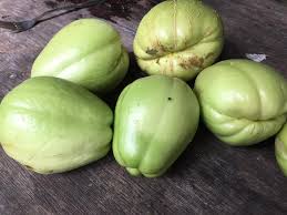 Image result for Sechium edule