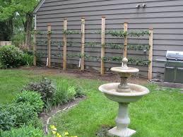 Train a tree for free: Espalier Fruit Tree Structure Klassisch Garten New York Von Land Design Inc Houzz