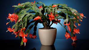 While the cookies are cooling, you can prepare the icing. Plants Make Great Gifts For The Holiday Season