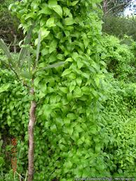 Image result for Asparagus asparagoides