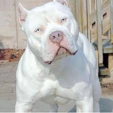 Black And White Pitbull Puppy With Blue Eyes Rate This Dog 1 100 Has White Pups Available Rate This Dog 1 100 Burrnationk9s Has White Pups Pitbull Terrier Cute Animals Pitbull Dog