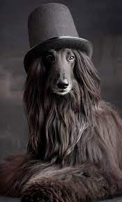 Directed by fred olen ray. ã‚¢ãƒ•ã‚¬ãƒ³ãƒã‚¦ãƒ³ãƒ‰ ã®ã‚¢ã‚¤ãƒ‡ã‚¢ 11 ä»¶ ã‚¢ãƒ•ã‚¬ãƒ³ãƒã‚¦ãƒ³ãƒ‰ ç¾Žã—ã„çŠ¬ å¯æ„›ã„ å‹•ç‰©