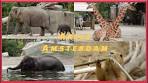 Dierentuin 4K Review Artis Zoo Amsterdam 2020 - YouTube