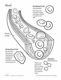 Coloring pages blood at getdrawings free download. Blood Cell Coloring Pages Wavesmeetsand