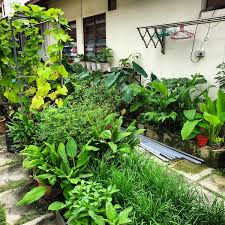 Simak desain taman belakang rumah minimalis dibawah ini. Bijakberkebun Di Twitter Plot Kecil Kebun Belakang Rumah Kami Ada Serba Sikit Macam Macam Sayur Dan Herba Usaha Bermula Lepas Mac 2020 Ada Manfaat Juga Pkp Https T Co Nifd4vgb7j