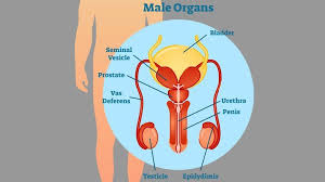 What Does The Prostate Do Everyday Health