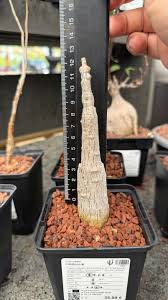 Image result for Coccinia mildbraedii