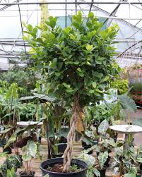 Image result for Ficus tremula