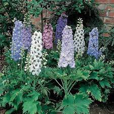 Pin On Posies