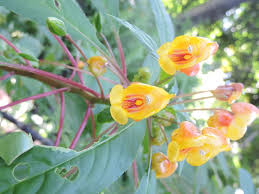 Image result for Impatiens oreocallis