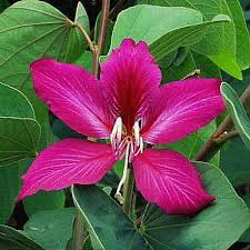 Image result for Bauhinia purpurea