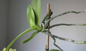 Orki̇deler i̇çi̇n i̇lk müdahale bit.ly/2v5ayjk orki̇deler nasil yikanir bit.ly/2jfsejv orki̇de köküne buz koymak bit.ly/305ovgo orki̇deni̇z yavru vermi̇ş olabi̇li̇r bit.ly/2wmygi1 deni̇z lavantasi nedi̇r? Orkidelerde Keiki Nedir Nasil Olusur Nasil Ayrilir Ev Yesili