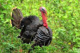 The turkey is a large bird in the genus meleagris, native to north america.there are two extant turkey species: Spring Turkey Season About To Take Flight Exploreclarion Com