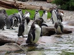 Ein Besuch Bei Den Eisbaren Und Pinguinen Im Polarium Des Rostocker Zoos Rostocker Zoo Pinguine Und Tiere