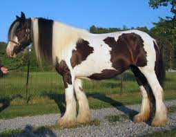 Maybe you would like to learn more about one of these? Gypsy Horse Wikipedia