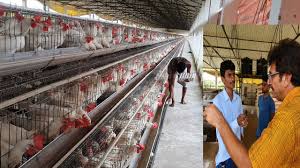 Download Large Layer Poultry Farm Entire Tour Biggest Layer Poultry Farm Setup Part 3 Youtube