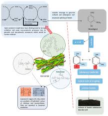 The district is governed by a board of water commissioners, . Molecules Free Full Text Aptitude Of Oxidative Enzymes For Treatment Of Wastewater Pollutants A Laccase Perspective Html