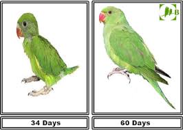 Indian Ringneck Parrot Chick Growth Birdszaq