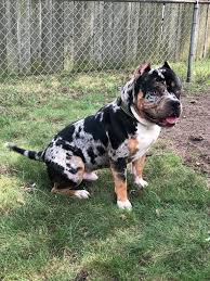 Very occasionally you will find an american bully that appears to have a normal coat but is, in fact, a merle and will pass on the merle genes to its puppies if bred. 170 American Bully Ideas American Bully Bully Dog Bully Breeds