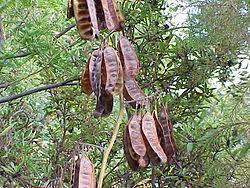 Image result for Albizia zimmermannii