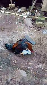 Lalu dari ketiga induk itu, ambil. Cara Mengawinkan Ayam Bangkok Agar Anakan Dominan Jantan Binatang Peliharaan