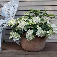 Image result for Basella paniculata