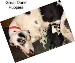 See puppy pictures, health information and reviews. Great Dane Dogs For Sale In Columbus Agriseek Com