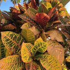 Deer like almost everything in the garden, but i will tell you 10 great deer resistant plants. Croton Petra Plants In 2021 Plants Deer Resistant Perennials Croton Plant