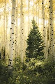 Birch Trees In Colorado Aspen Trees Fall Fall Tree Photo Aspen Tree Decor Colorado Art Rustic Wall Decor Log Cabin Art Fall Leaves Photo Fall Art Vigilent Aspen Trees Cabin Art Colorado Art