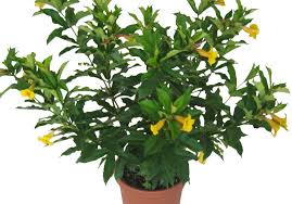 Image result for Allamanda