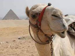 New american standard bible and again i say to you, it is easier for a camel to go through the eye of a needle, than for a rich person to enter the kingdom of god. the talmud gives the parallel phrase of an elephant passing through a needle's eye. What Is The Eye Of The Needle Matthew 19 23 24 Mark 10 25 Dust Off The Bible