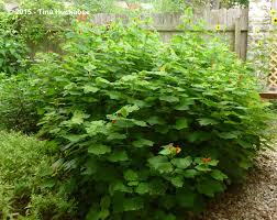 Jul 11, 2017 · interestingly, research in texas has shown that turk's cap has a natural resistance to roundup. Turk S Cap Malvaviscus Arboreus Var Drummondii A Seasonal Look My Gardener Says