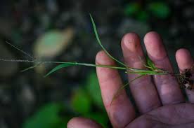 Image result for Digitaria minoriflora