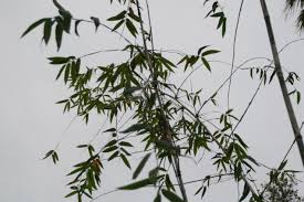 Image result for Oxytenanthera abyssinica