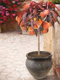 In early spring bonfire peach errupts with pink flowers. Bonfire Patio Peach Tree Peach Trees Fast Growing Trees Dwarf Peach Tree